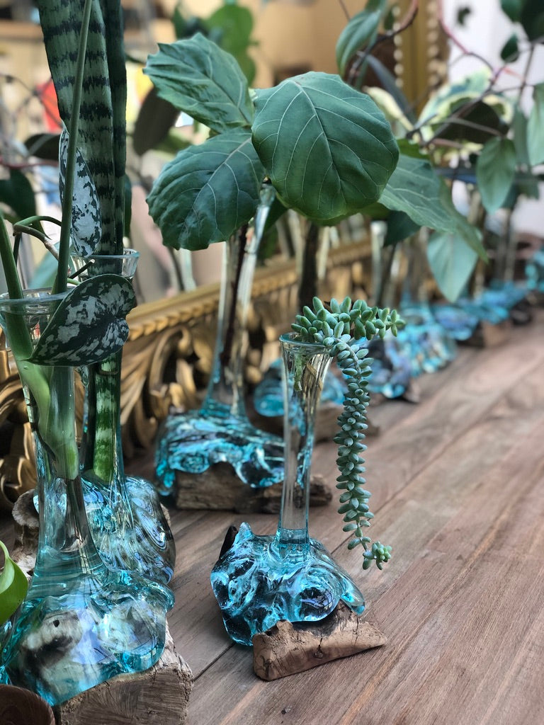 Propagation Vases (local pick up only)